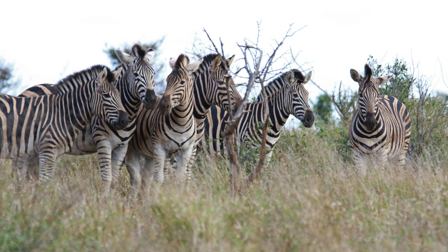 Slop Check: No, Orbán Is Not Secretly Farming Zebras in His Backyard