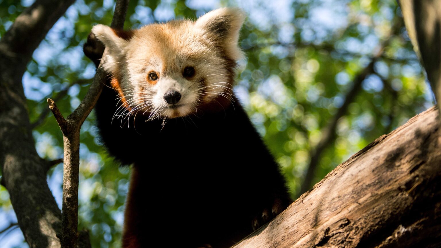 Pécs Zoo to Receive Digital Upgrades through Joint EU Initiative