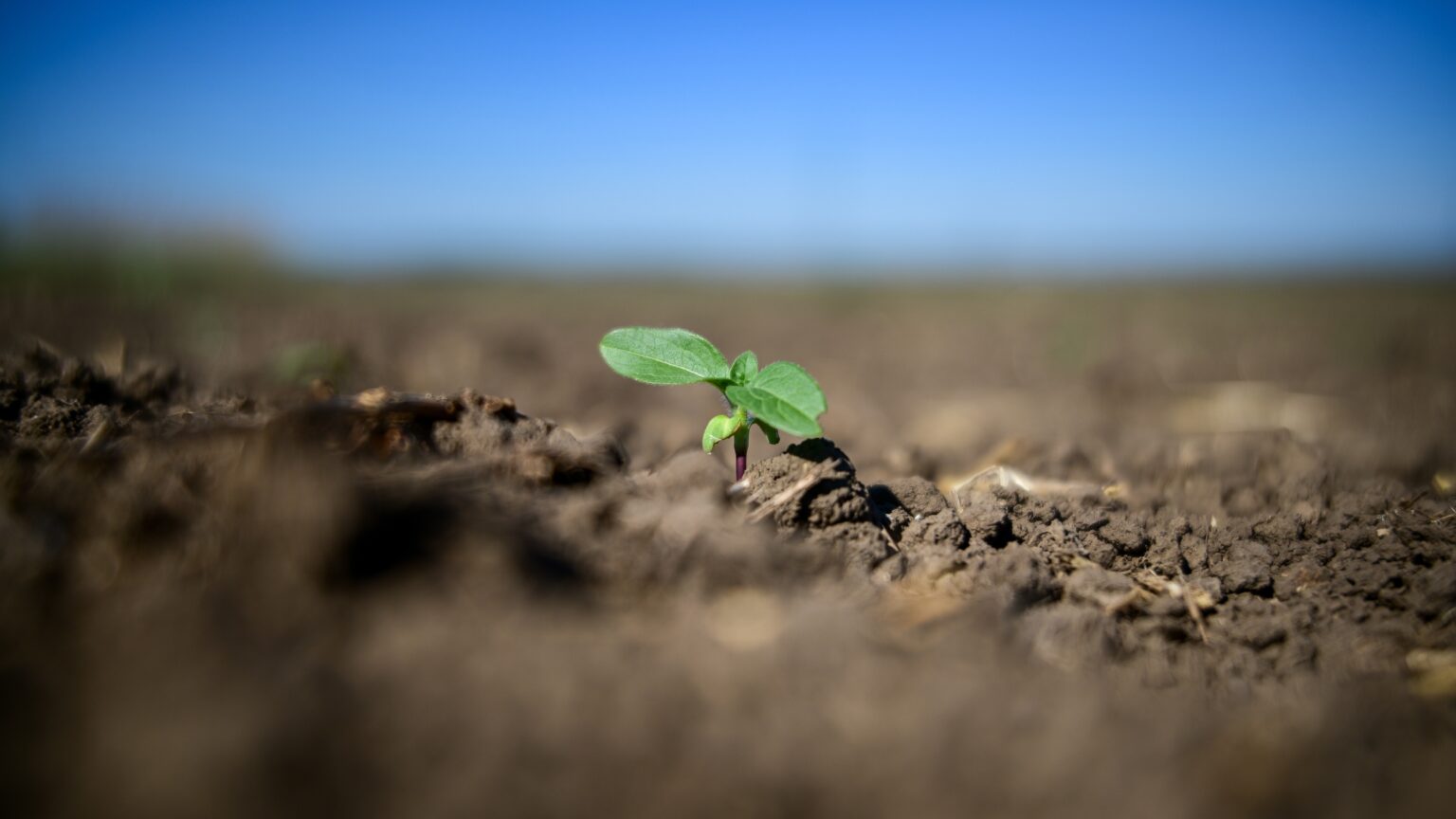Organic Agriculture Offers Greater Climate Resilience, Hungarian Experts Say