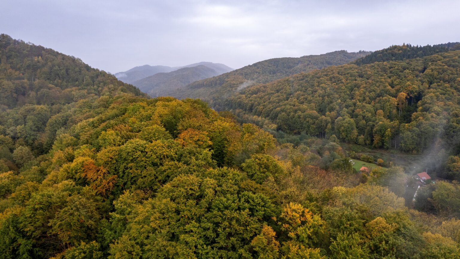WWF Proposes Overhaul of Hungary’s Protected Forest Policy
