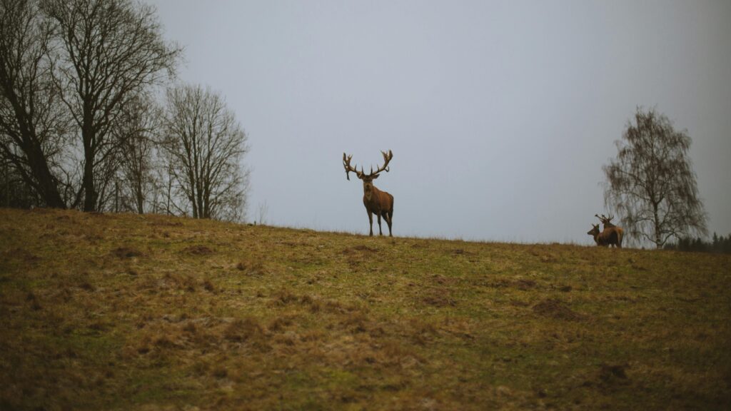 deer