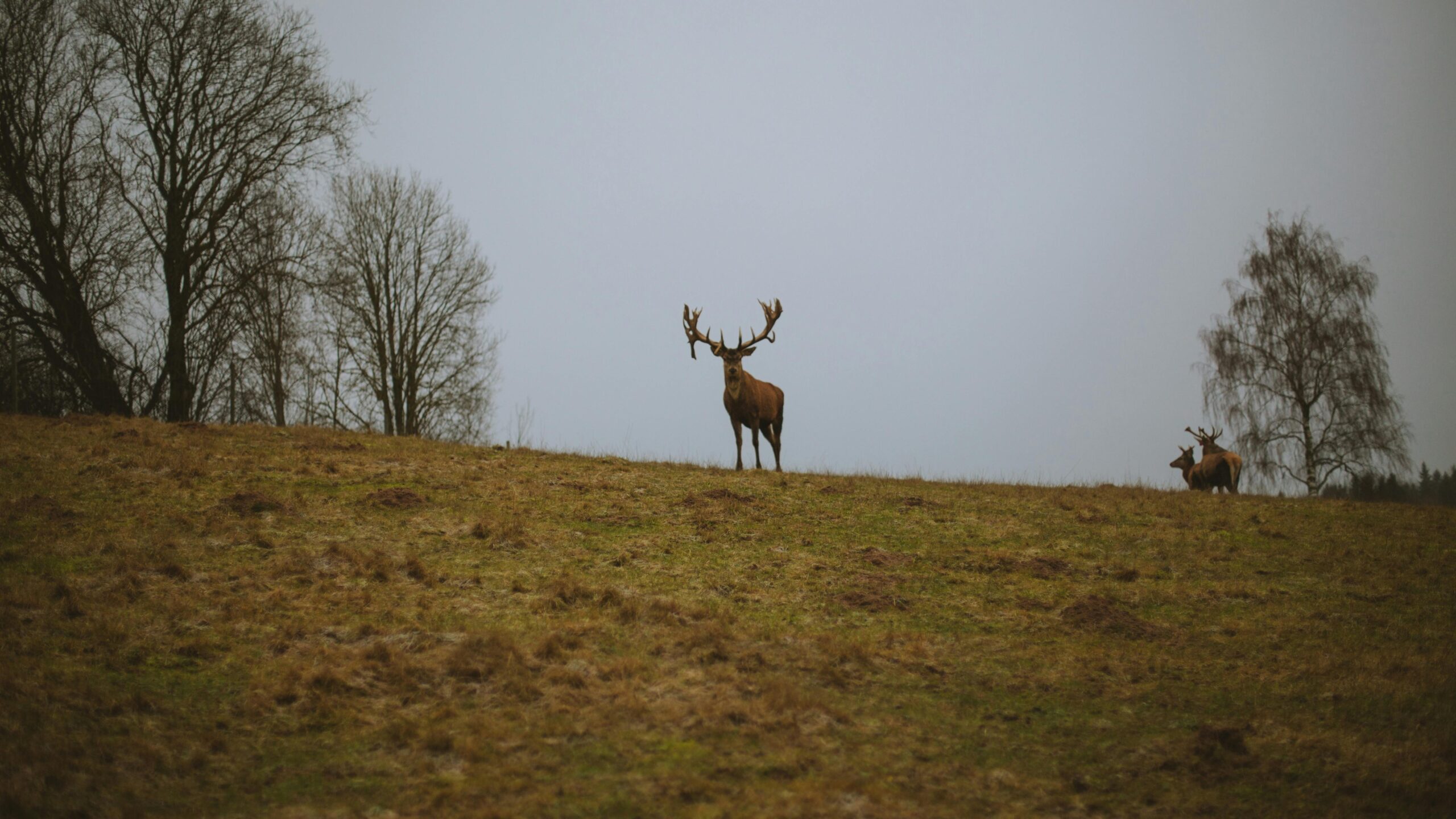 deer